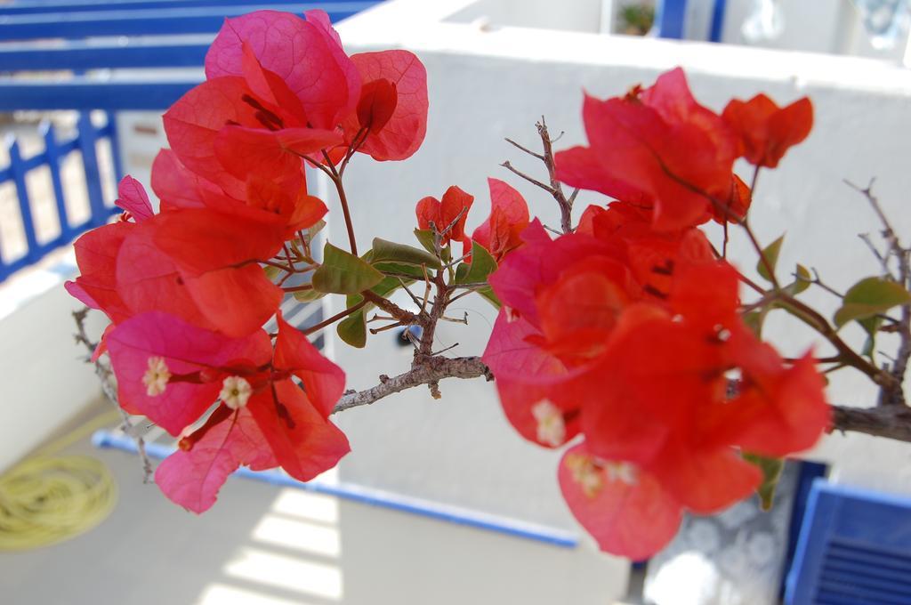 Villa Galini Naoussa Esterno foto